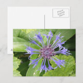 Blauw Briefkaart van Cornflower (Voorkant / Achterkant)