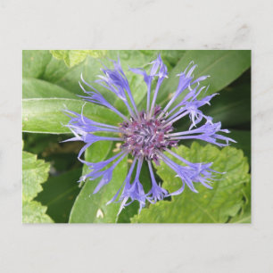 Blauw Briefkaart van Cornflower