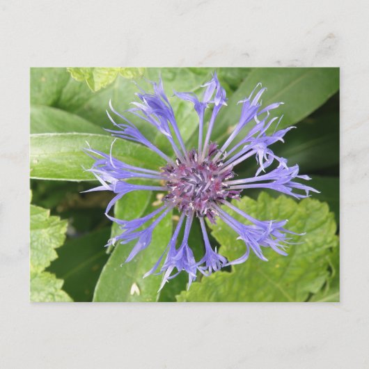 Blauw Briefkaart van Cornflower (Voorkant)