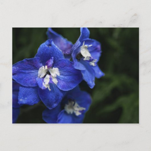 Blauw briefkaart van Delphiniumbloem (Voorkant)
