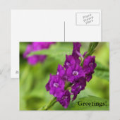 Blauw Briefkaart van Snakeweed (Voorkant / Achterkant)