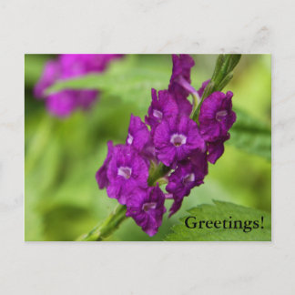Blauw Briefkaart van Snakeweed