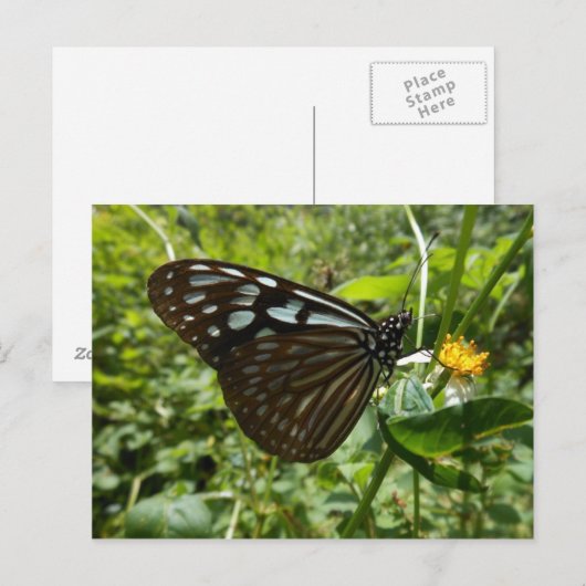 Blauw briefkaart vlinder (Voorkant / Achterkant)