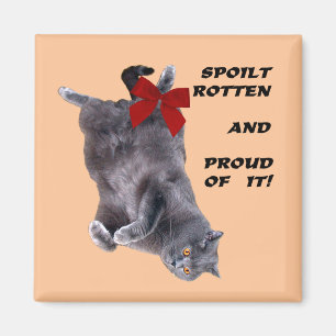 Blauw Brits horthair kat friet magnet