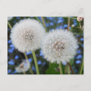 blauw, buttercup, plant, andelion, weide, wit; briefkaart