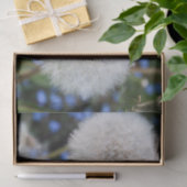 blauw, buttercup, plant, andelion, weide, wit; tissuepapier (Geschenk)