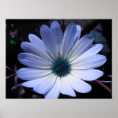 Blauw Daisy Flower Poster (Voorkant)