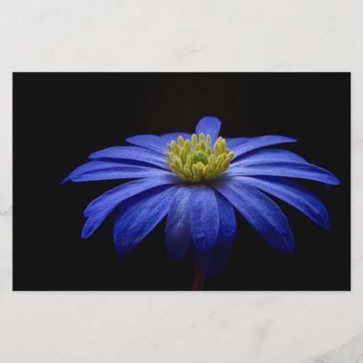 Blauw Daisy Gerbera Flower Scrapbook papier (Voorkant)