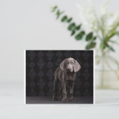 Blauw de Weimaraner Puppy Briefkaart (Staand voorkant)
