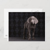 Blauw de Weimaraner Puppy Briefkaart (Voorkant / Achterkant)