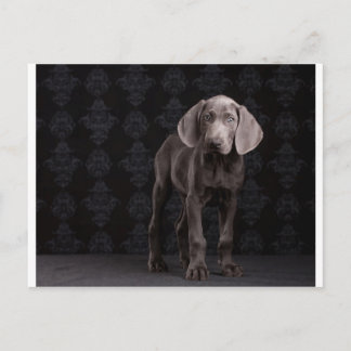 Blauw de Weimaraner Puppy Briefkaart