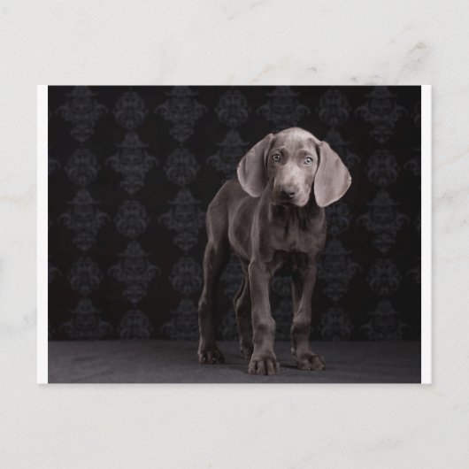 Blauw de Weimaraner Puppy Briefkaart (Voorkant)