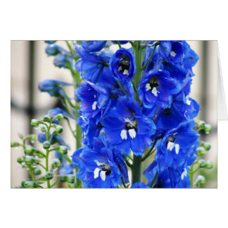 Blauw Delphinium