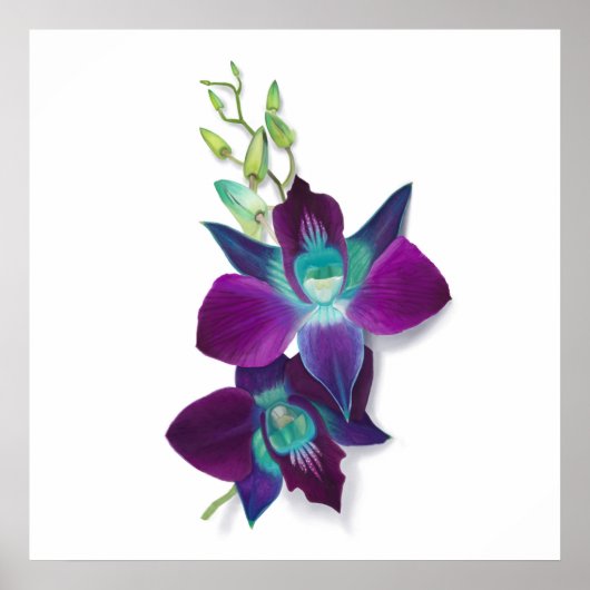 Blauw Dendrobium of Blauw Bom Orchid Painting Poster (Voorkant)