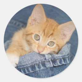Blauw Denim Sinaasappel Katten Sticker