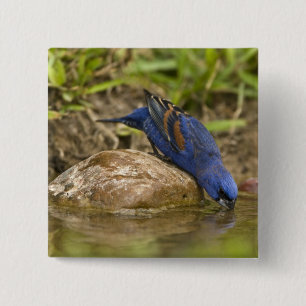 Blauw dikbekje drinkend bij vijver in achtertuin, vierkante button 5,1 cm