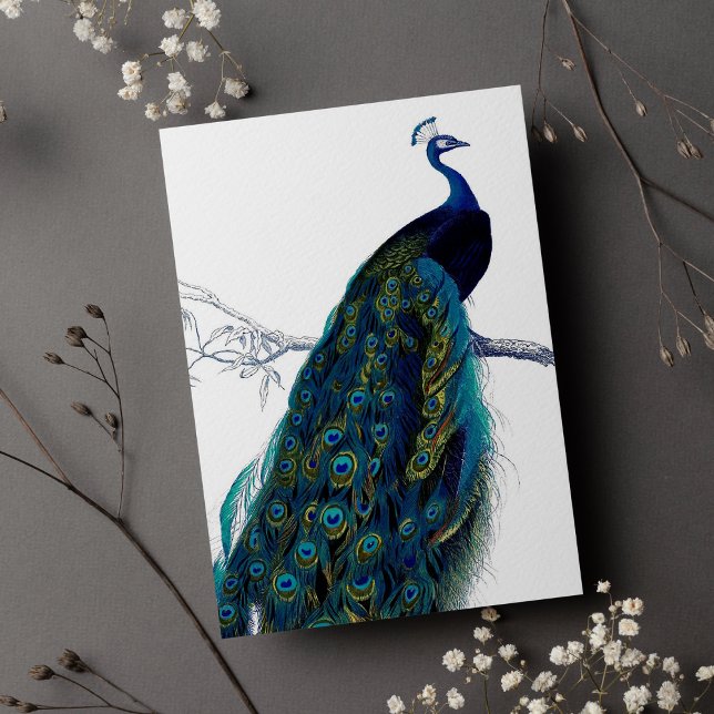  blauw Elegant kleurig Peacock (Vintage Blue Elegant Colorful Peacock)