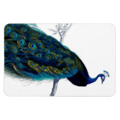 blauw Elegant kleurig Peacock Magneet (Horizontaal)