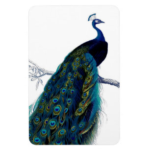 blauw Elegant kleurig Peacock Magneet