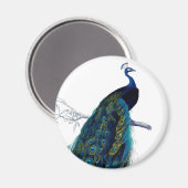 blauw Elegant kleurig Peacock Magneet (Voorkant / Achterkant)
