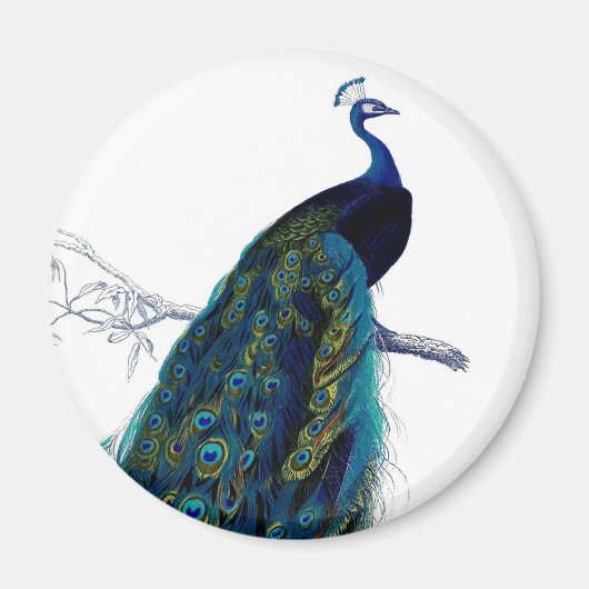 blauw Elegant kleurig Peacock Magneet (Voorkant)