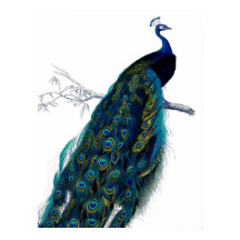  blauw Elegant kleurig Peacock
