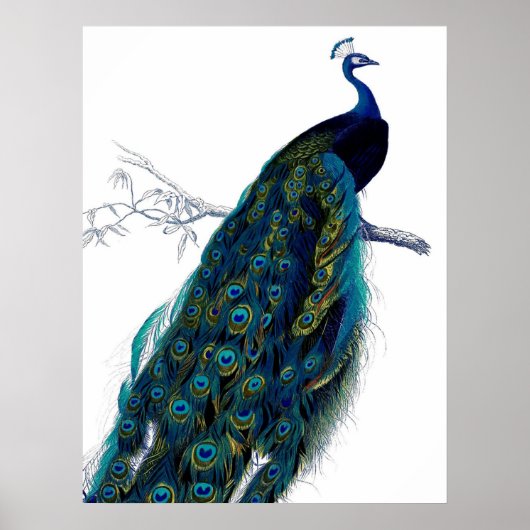  blauw Elegant kleurig Peacock Poster (Voorkant)