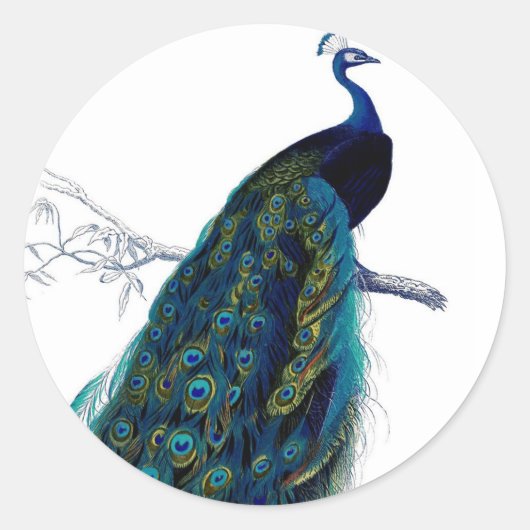 blauw Elegant kleurig Peacock Ronde Sticker (Voorkant)