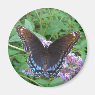 Blauw en bruine vlinder ~ magnet