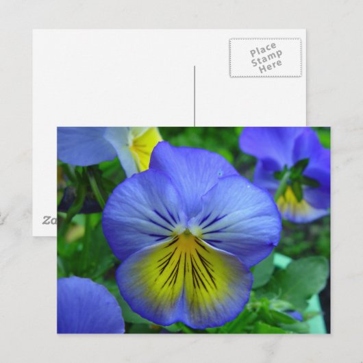 Blauw en geel Briefkaart (Voorkant / Achterkant)