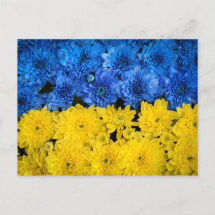 Blauw en Geel Chrysanthemum Natuur Foto Poster Briefkaart