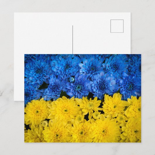 Blauw en Geel Chrysanthemum Natuur Foto Poster Briefkaart (Voorkant / Achterkant)