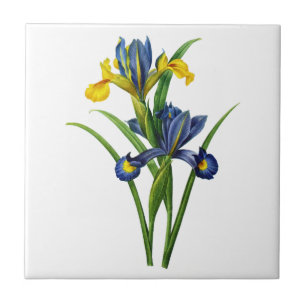 Blauw en geel Iris door Redoute Tegeltje