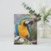 Blauw en geel Macaw Briefkaart (Staand voorkant)