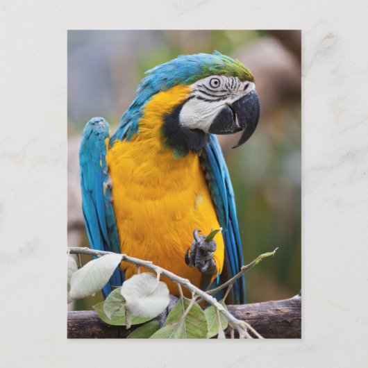 Blauw en geel Macaw Briefkaart (Voorkant)