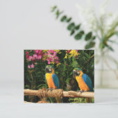 Blauw en geel Macaw Briefkaart (Staand voorkant)