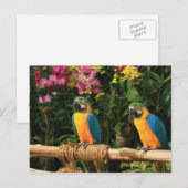 Blauw en geel Macaw Briefkaart (Voorkant / Achterkant)