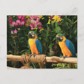 Blauw en geel Macaw Briefkaart
