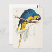 Blauw en geel Macaw Briefkaart (Voorkant / Achterkant)