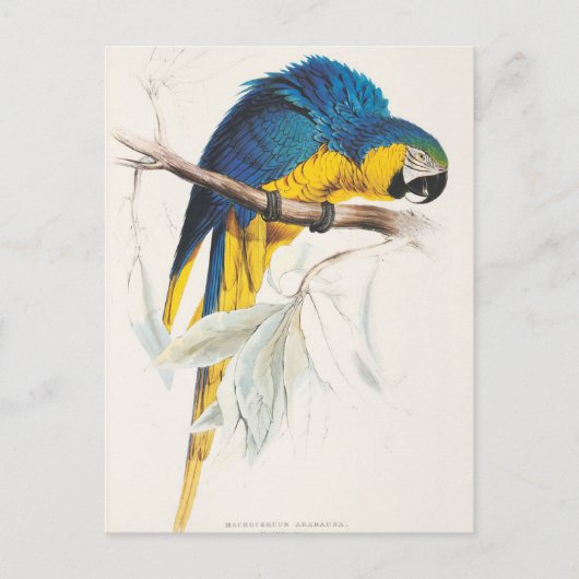 Blauw en geel Macaw Briefkaart (Voorkant)