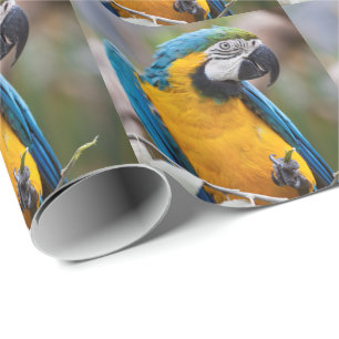 Blauw en geel Macaw-omslagpapier Cadeaupapier