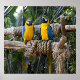 Blauw en geel Macaw Poster