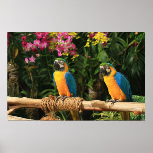 Blauw en geel Macaw Poster