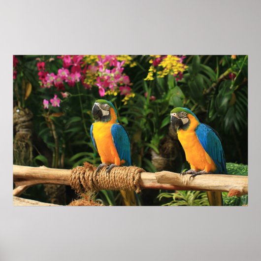 Blauw en geel Macaw Poster (Voorkant)
