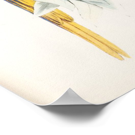 Blauw en geel Macaw Poster (Hoek)