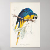 Blauw en geel Macaw Poster (Voorkant)