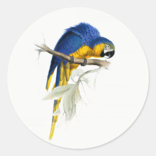 Blauw en geel Macaw Ronde Sticker