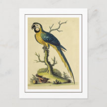  blauw en geel papegaai vogelillustratie