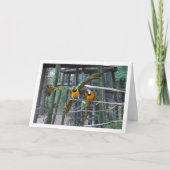 Blauw en geel papegaaienportret kaart (Voorkant)