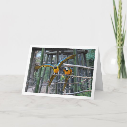 Blauw en geel papegaaienportret kaart (Voorkant)